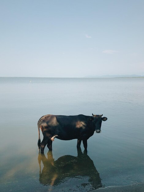 La vache veut aussi une séance photo.