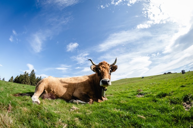 Vache vivant en liberté dans les montagnes. Regarde la caméra