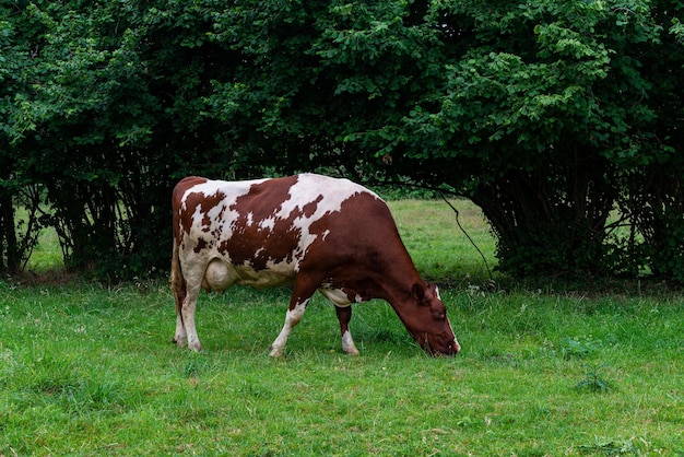 Vache Whitebrrown broutant dans le pâturage paisible et ensoleillé