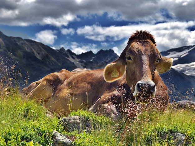 Vache