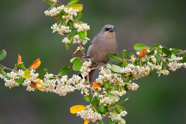 Vacher ailé baie perché perché sur des fleurs au printemps la province de La Pampa Argentine