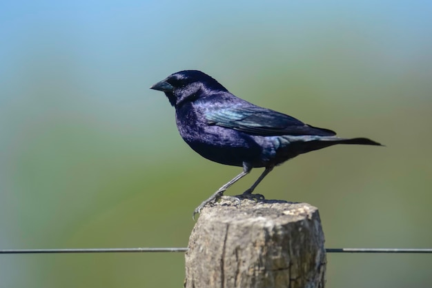 Vacher luisant perché sur un poteau de clôture La Pampa Argentine