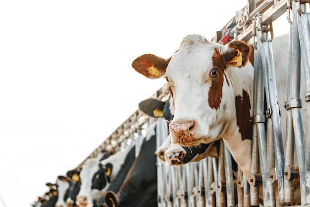 Vaches adultes debout dans une stalle dans une ferme