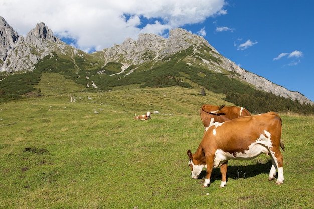 Vaches sur l'alpage autrichien Autriche