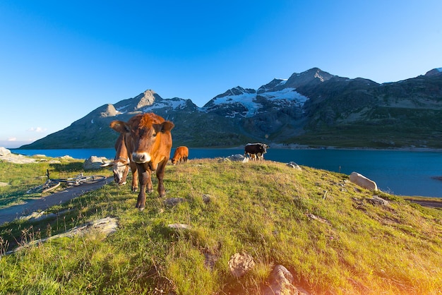 Vaches en alpage près d'un lac