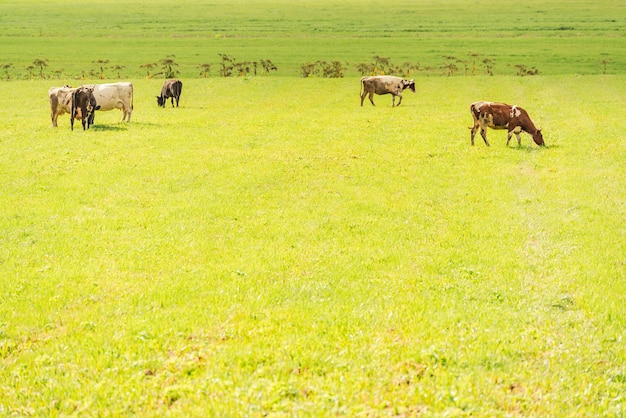 Vaches d'animaux domestiques paissent sur un pré vert