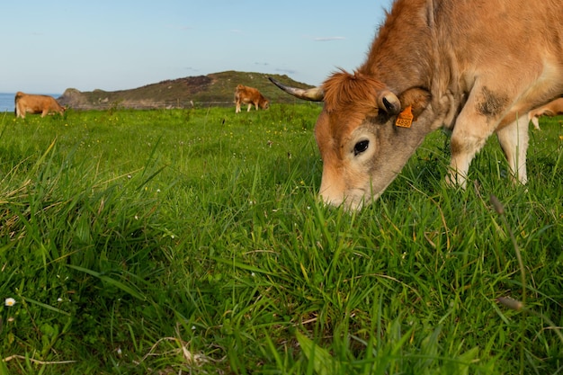 Vaches au bord de la mer vache adulte et petit veau