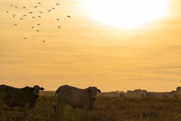 Vaches au pâturage au coucher du soleil.