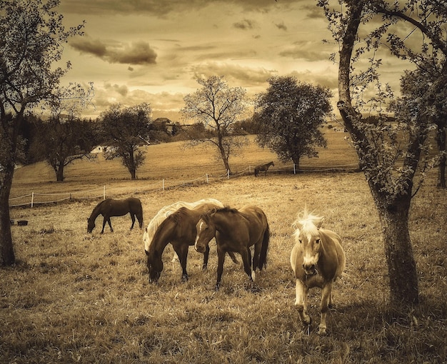 Des vaches au pâturage sur le champ