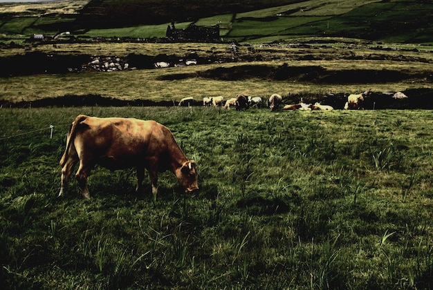 Photo des vaches au pâturage sur le champ