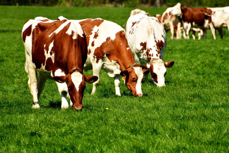 Photo vaches au pâturage dans les champs