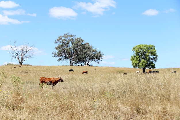 Photo vaches au pâturage mudgee, australie