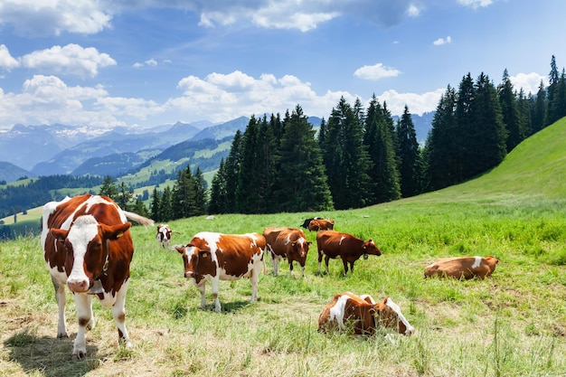 Vaches au pâturage sur prairie alpine