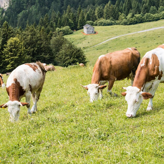 Photo vaches au pâturage