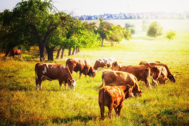 Vaches au pâturage