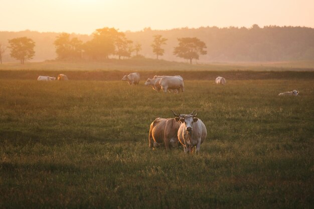 Vaches au pâturage