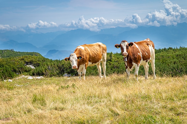 Les vaches au sommet d'une montagne paissent dans la nature