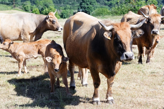 Photo vaches aubrac françaises vaches curieuses fixant le photographe