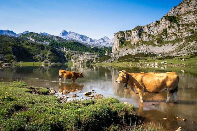 Vaches autour du lac Ercina dans Picos de Europa Asturias Espagne