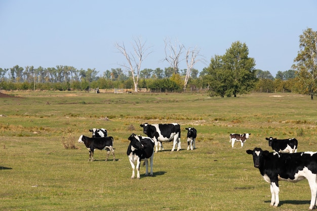 Photo vaches blanches et noires dans un pâturage