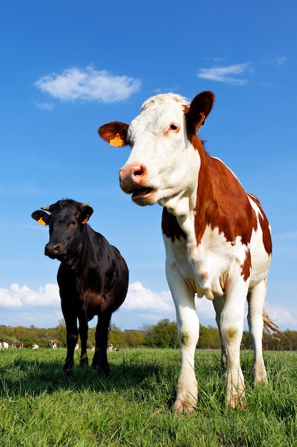 Vaches blanches et noires en France