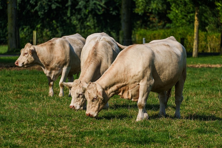 Photo les vaches blanches en westphalie