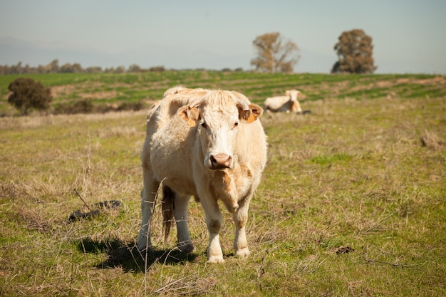 Vaches de boeuf broutant dans les pâturages