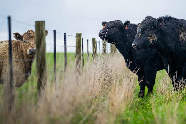 Les vaches de boucherie et les taureaux qui paissent sur l'herbe verte en Australie comprennent les races speckled park murray grey angus et bragus