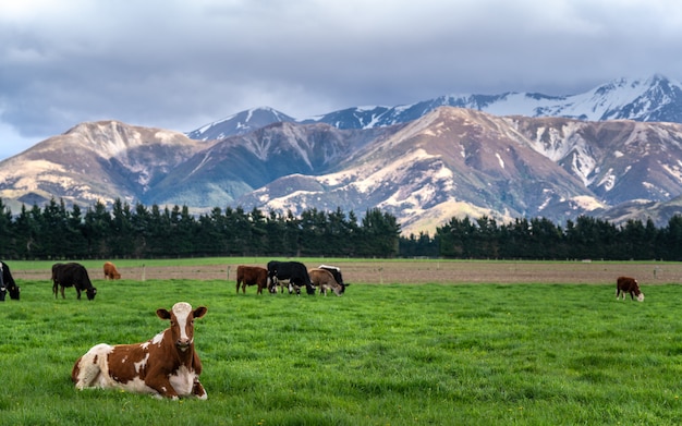 Vaches bovines dans un champ vert