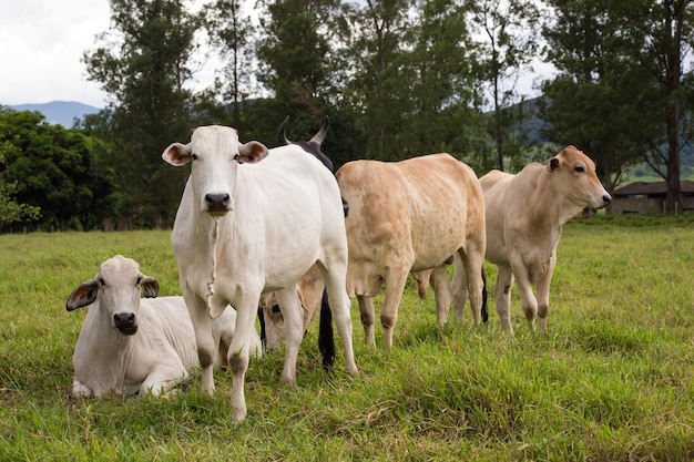 Vaches brésiliennes sur un pâturage