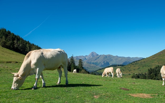 Vaches broutant dans les pâturages des Pyrénées, Pic du Midi