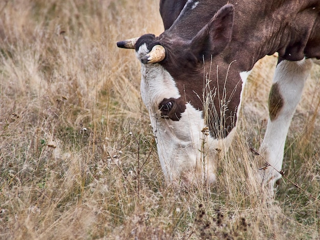 Vaches broutant dans les pâturages