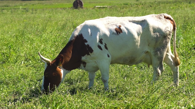 Photo vaches broutant dans les pâturages