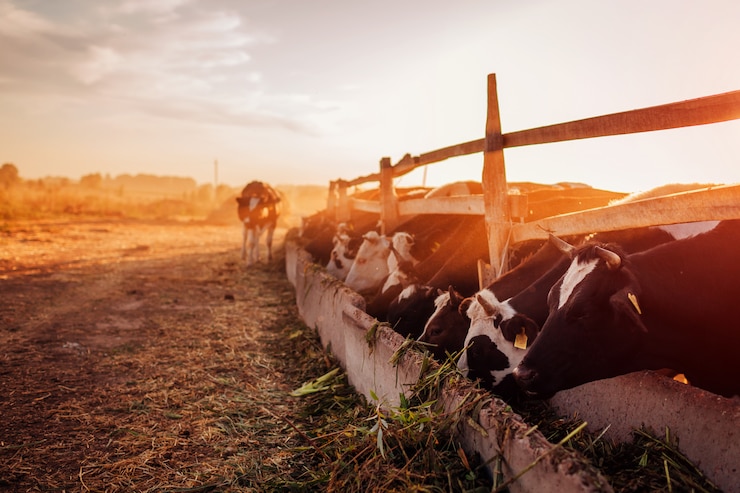 Photo vaches broutant sur une ferme au coucher du soleil. bétail mangeant et marchant en plein air.