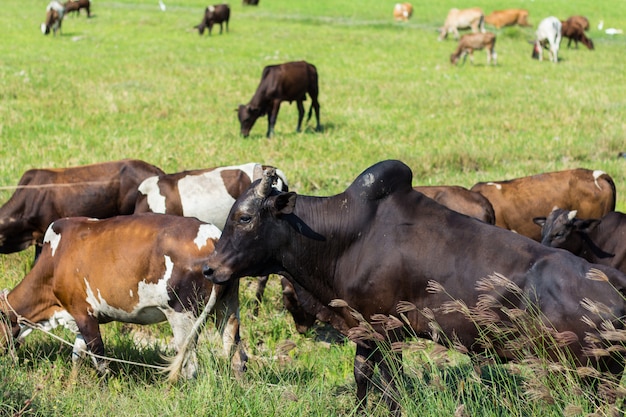 Vaches broutant à la ferme avec un champ vert par beau temps