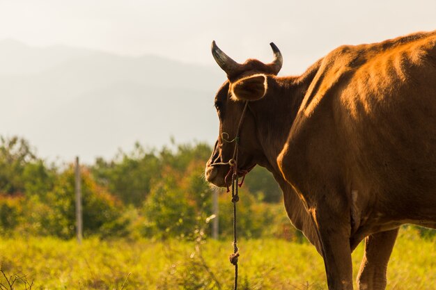 Vaches brunes dans un champ herbeux