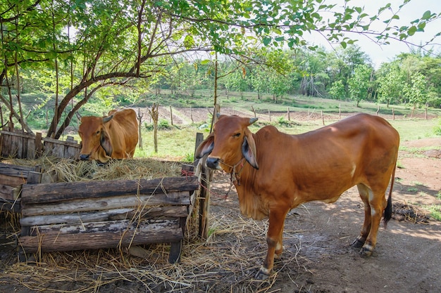 Photo vaches brunes dans une ferme rurale