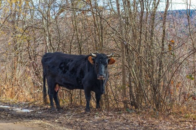 Vaches brunes et noires sur la forêt de pins au Parc National de Kotychi-Strofylia, en Achaïe, Péloponnèse, Grèce. Jour de pluie dans la forêt de pins.