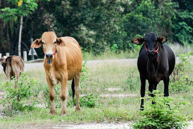 Vaches brunes et noires regardant la caméra