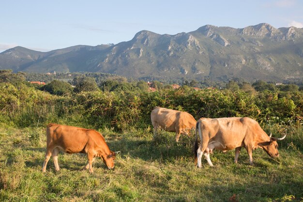 Vaches à Bufones de Pria, Austurias, Espagne