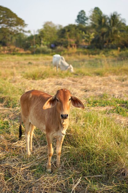 Vaches à la campagne