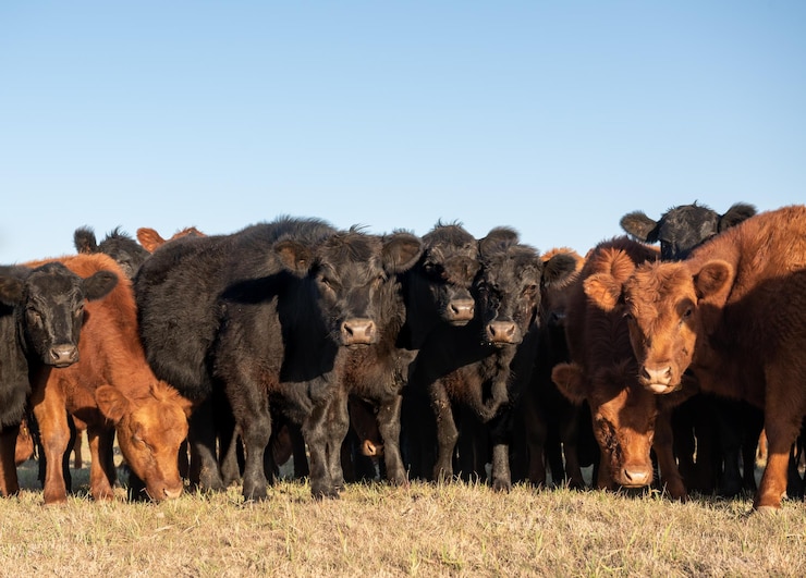 Photo des vaches sur le champ contre un ciel dégagé