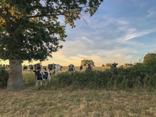 Photo des vaches sur le champ contre le ciel