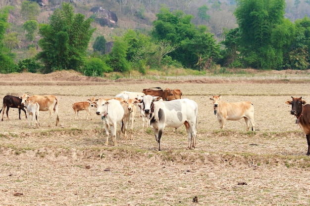 Vaches et champ d&#39;herbe séchée.