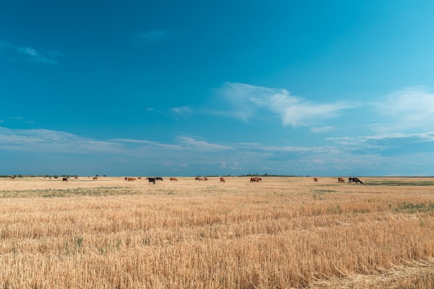 Vaches sur un champ jaune et ciel bleu.