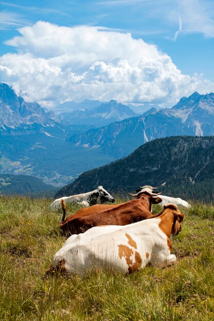 Des vaches sur le champ par les montagnes contre le ciel