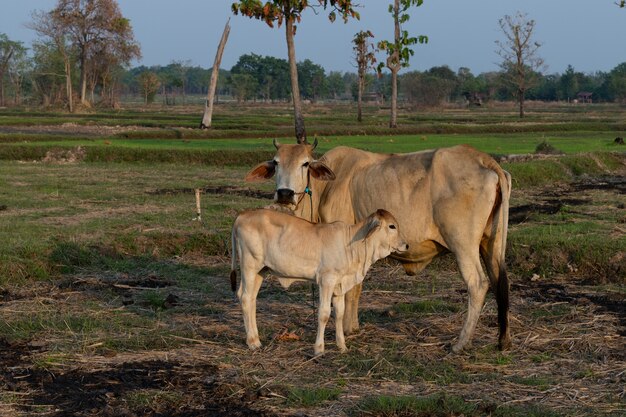 Vaches sur champ vert en soirée.