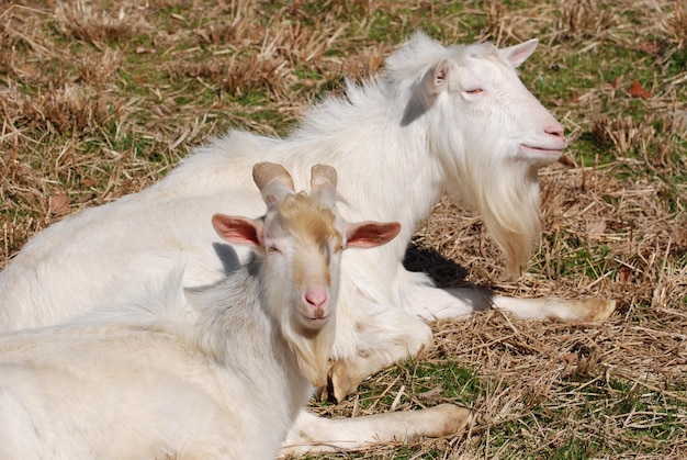 Les vaches sur le champ