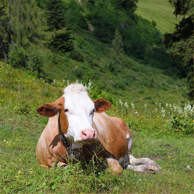 Photo les vaches sur le champ