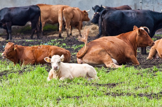 Les vaches sur le champ